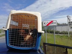 У КОЗИНІ ДІЄ ПРОГРАМА СТЕРИЛІЗАЦІЇ БЕЗПРИТУЛЬНИХ ТВАРИН