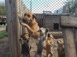 БУДЬМО НЕБАЙДУЖИМИ ДО ТИХ, КОГО ПРИРУЧИЛИ 