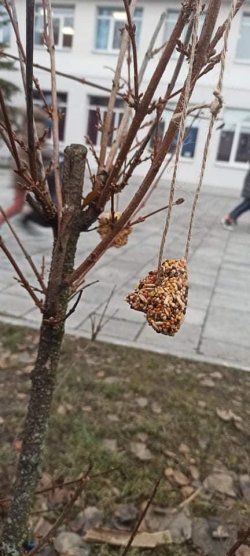 ЧАСТУВАННЯ ДЛЯ ПТАХІВ ВІД КОЗИНСЬКИХ ШКОЛЯРІВ